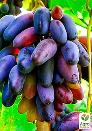Саджанець Agro-Market Виноград Блек Фінгер (кишмиш) 1 шт. в пакуванні (44451) - мініатюра 2