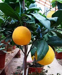 Саджанець Agro-Market Апельсин Навеліна (45381) 1 шт. в упаковці - мініатюра 3