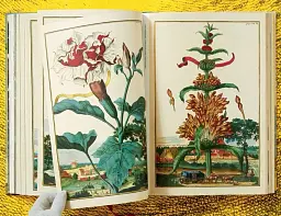 J. C. Volkamer. The Book of Citrus Fruits - мініатюра 9