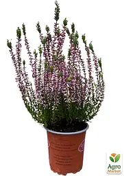 Саджанець Agro-Market Верес звичайний Frosien (44253) - мініатюра 2