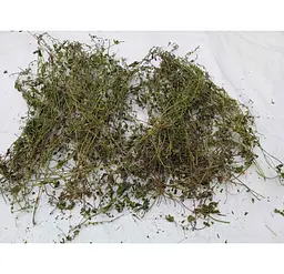 Вероніка лікарська Трава Veronica officinalis