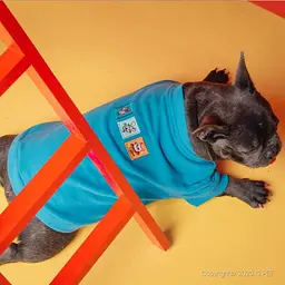 Толстовка для собак FAMILY LOOK "Кішки Мишки" синій XL Is Pet zoo0005755 - мініатюра 4