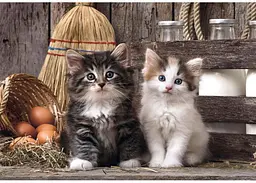 Пазл Clementoni High Quality Collection: Милі кошенята (High Quality Collection - Lovely Kittens Puzzle - 1000 pcs.), 1000 ел. (39943) - мініатюра 2
