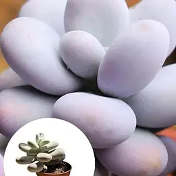 Сукулент Agro-Market Пахіфітум Pachyphytum Oviferum (122943) 1 саджанець в упаковці (кімнатний) Нідерланди - мініатюра 2