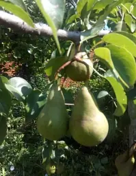 Саджанець Agro-Market Груша Бере Боск (осінній сорт, середній термін дозрівання) 1 шт. в упаковці (36529) - мініатюра 5