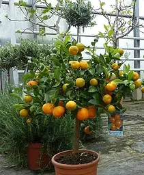 Саджанець Agro-Market Каламондін на штамбі з плодом 4-х річний Sentinel (35-45 см) (152960) 1 шт. в упаковці (кімнатний) - мініатюра 2