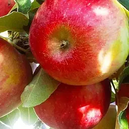 Саджанець Agro-Market Яблуня Хоней Крисп (зимовий сорт, пізній термін дозрівання) (23461) 1 шт. в упаковці - мініатюра 3