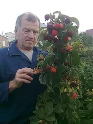 Саджанець Agro-Market Малина Вілламетте (Willamette) ранній термін дозрівання, сорт добре стійкий до хвороб) 2 шт. в пакуванні (25494) - мініатюра 3