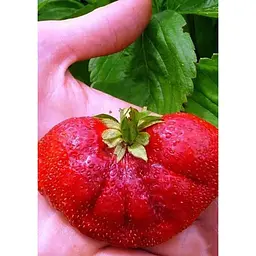 Саджанець Agro-Market Полуниця Богота (Bogota) 5шт (пізній термін дозрівання, великоплідний сорт) (44710) - мініатюра 4
