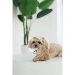 Кепка Pet Fashion Glamor для собак S - мініатюра 2
