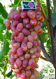 Саджанець Agro-Market Виноград Анжеліка (Ксенія) 1 шт. в пакуванні (20083) - мініатюра 3