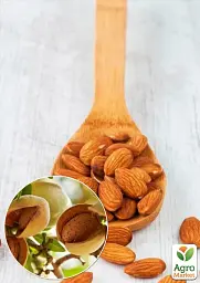 Саджанець Agro-Market Мигдаль солодкий Вікторія (ранній термін дозрівання) 1 шт. в упаковці (23605) - мініатюра 2