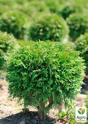 Саджанець Agro-Market Туя західна Globosa С2 висота 25-30 см 1 шт. в упаковці (176866) - мініатюра 2