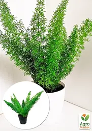 Саджанець Agro-Market Аспарагус Meyers кімнатний 25-35 см 1 шт. в упаковці (179049) - мініатюра 2