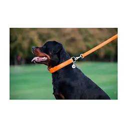 Повідець для собак WAUDOG Glamour шкіряний M-XXL помаранчевий (33764) - мініатюра 8