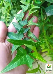 Саджанець Agro-Market Плющ вузьколистий Sagittaefolia контейнер Р9 (176887) - мініатюра 3