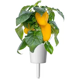 Змінний картридж Click & Grow Smart Garden Жовтий солодкий перець, 3 капсули (8950)