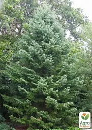 Саджанець Agro-Market Ялиця Маньчжурська (Abies holophylla) горщик P9, 1 шт. в упаковці (51738) - мініатюра 2