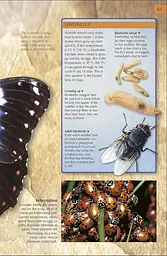 Bug Hunter. Nature Activities - мініатюра 6