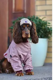 Шапка для собак Hat-Dog бежева (M) - мініатюра 2