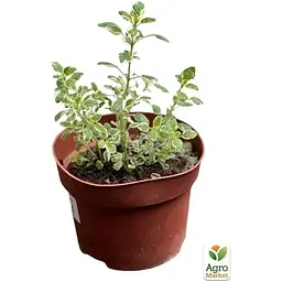 Саджанець Agro-Market Орегано Panta (49834) 1 шт. - мініатюра 2