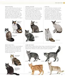 The Cat Encyclopedia - мініатюра 5