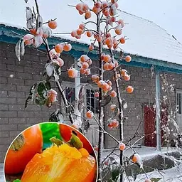Саджанець Agro-Market Хурма морозостійка Традиційна найвищий сорт! (35910) 1 шт. в упаковці - мініатюра 5