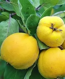 Саджанець Agro-Market Айва яблуневидна Золотиста (осінній сорт, ранній термін дозрівання) (19878) 1 шт. в упаковці - мініатюра 3