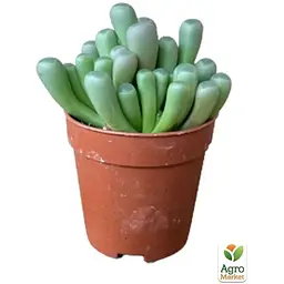 Літопси Agro-Market Живі Камені (Frithia Pulchra) (50778) 1 саджанець в упаковці (кімнатний) Нідерланди - мініатюра 2