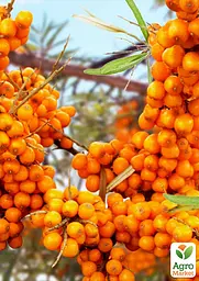 Саджанець Agro-Market Обліпиха Чуйська солодка (хлопчик + дівчинка) ранній термін дозрівання) комплект 2 шт. (45707) - мініатюра 2