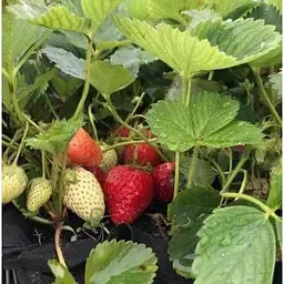 Саджанець Agro-Market Полуниця Альба (Alba) 5шт (ранній термін дозрівання, високопродуктивний сорт) (25717) - мініатюра 9