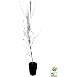 Саджанець Agro-Market Гранат садовий 3-х річний Велес (висота саджанця 90-120 см) (179135) 1 шт. - мініатюра 3