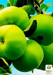 Саджанець Agro-Market Яблуня Кальвиль Сніговий (зимовий сорт, пізній термін дозрівання) 1 шт. в упаковці (25750) - мініатюра 2