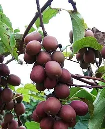 Саджанець Agro-Market Актинідія Кінс Ред (міні-ківі, морозостійкий сорт) (43947) 1 шт. в упаковці - мініатюра 3