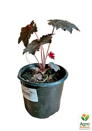 Саджанець Agro-Market Гейхера (Heuchera) Palace Purple 1 шт (19399) - мініатюра 2