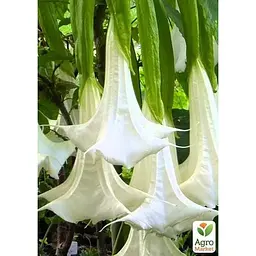 Саджанець Agro-Market Бругмансія деревоподібна White (49865) 1 шт. в упаковці - мініатюра 3