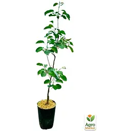 Саджанець Agro-Market Яблуня Флоріна укорінена в контейнері (саджанець 2 роки) (180490) - мініатюра 2