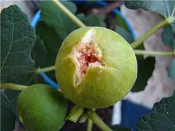 Саджанець Agro-Market Інжир Брунсвік 1 шт. в упаковці (40076) - мініатюра 4