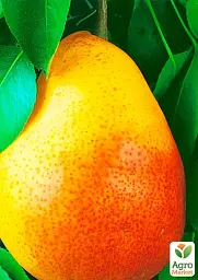 Саджанець Agro-Market Груша Улюблениця Клаппа (літній сорт, ранній термін дозрівання) 1 шт. в упаковці (15784) - мініатюра 2