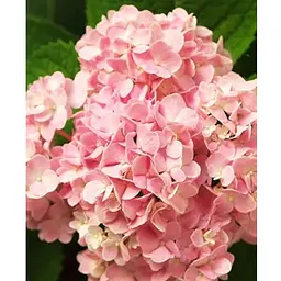 Гортензія крупнолиста 2-річна "Silky Pink" висота саджанця 25-45см (186190) 1 саженец