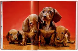 Chandoha. Dogs. Photographs 1941–1991 - мініатюра 5