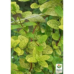 Саджанець Agro-Market Жимолость Aureoreticulata Japonica (Декоративна, плетиста) С2 (116441) 1 саженец в упаковке - мініатюра 2