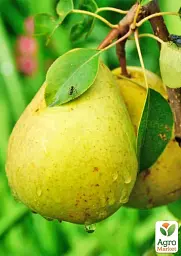 Саджанець Agro-Market Груша Християнка (зимовий сорт, пізній термін дозрівання) 1 шт. в упаковці (178399) - мініатюра 2