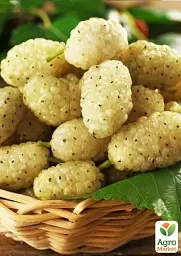 Саджанець Agro-Market Шовковиця великоплідна Медова (літній сорт, ранній термін дозрівання) 1 шт. в упаковці (49605) - мініатюра 2