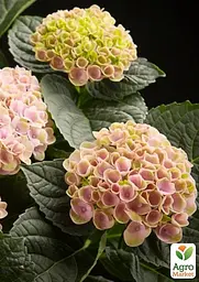 Саджанець Agro-Market LMTD Гортензія крупнолиста квітуча 2-х річна Magical Revolution Pink (25-35см) (62270) - мініатюра 4