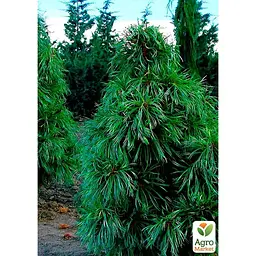 Саджанець Agro-Market Сосна Корейський кедр (Pinus koraiensis) горщик P9 (38185) - мініатюра 2