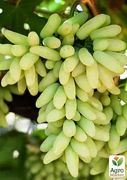 Саджанець Agro-Market Виноград кишміш Супер Сонака (солодкий мускат без кісточки селекції США) 1 шт. в пакуванні (182544) - мініатюра 2