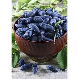 Саджанець Agro-Market Жимолость Німфа (середній термін дозрівання, один з провідних сортів) 1 шт. в упаковці (36259) - мініатюра 4