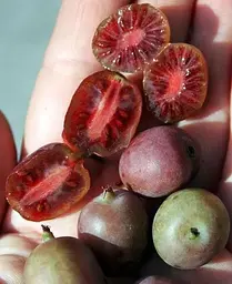 Саджанець Agro-Market Актинідія Пурпурова (міні-ківі, морозостійкий сорт, пізній термін дозрівання) (20747) 1 шт. в упаковці - мініатюра 3