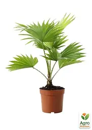 Саджанець Agro-Market Пальма Livistona Rotundifolia 35-45 см 1 шт. в упаковці (113020) - мініатюра 3